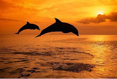 由于引起崩溃 《夜莺》首发暂不支持AMD FSR 3